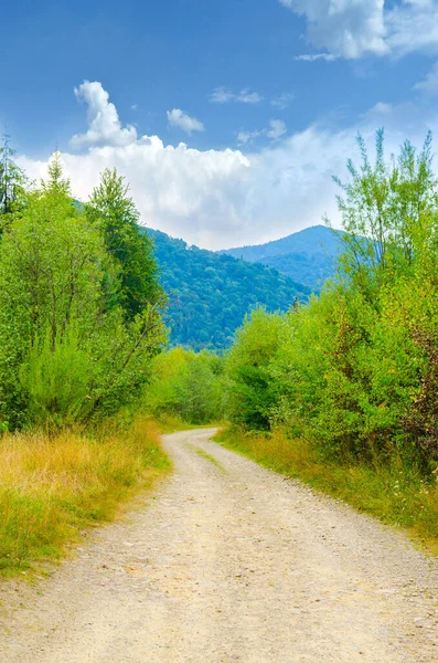 Dağlardaki bir ormanın içinden geçen toprak yol.