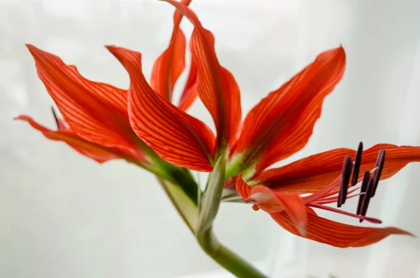 Beyaz arka planda güzel kırmızı zambak çiçeği