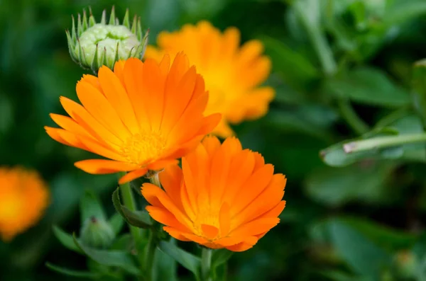 close up view of beautiful orange calendula flowers in garden