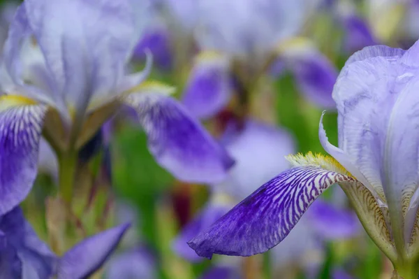 One blue iris flower macro. Iris flower head close-up. Purple iris petals closeup. Irises background.