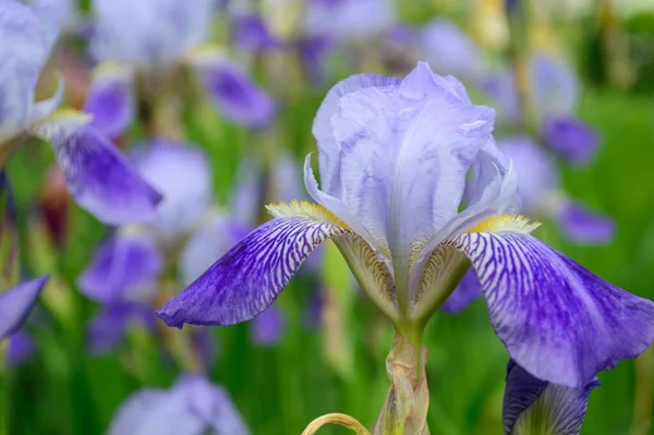 One blue iris flower macro. Iris flower head close-up. Purple iris petals closeup. Irises background.