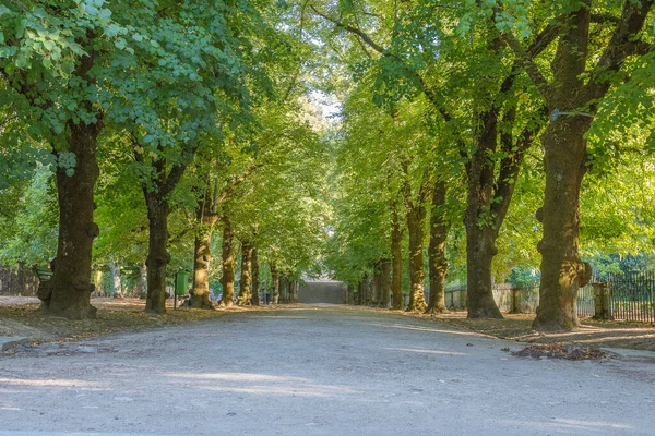 Güneşli bir günde otonom bitki örtüsü ve geniş park koridorları