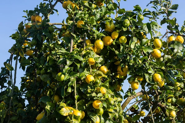 Yeşil yapraklı bir bitki.