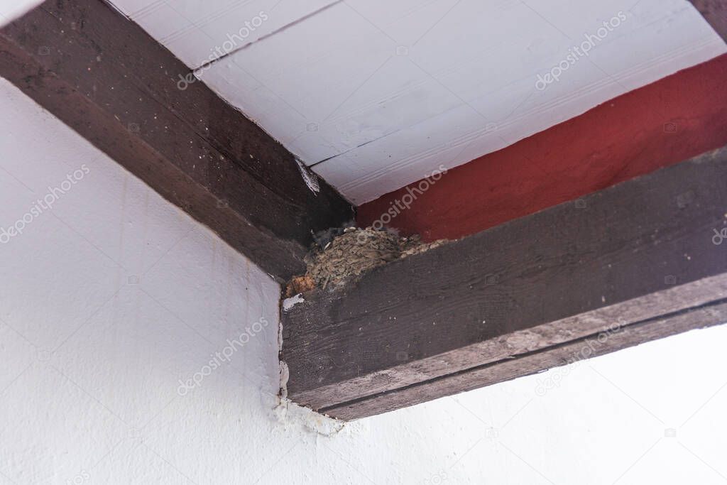 view of the bird's home with its children inside calling for the mother.