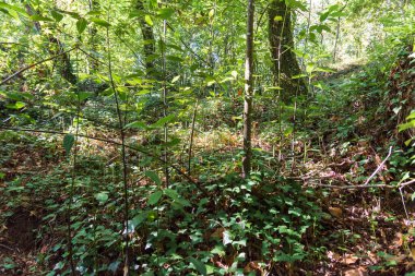 Bölgeye özgü bitki ve ağaçların manzarası