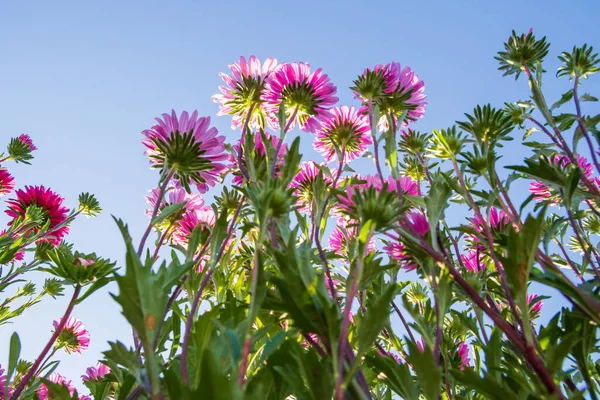 Mor tonlu kraliçe papatya olarak bilinen bitki