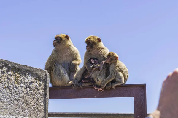 view of the animals in total freedom on the mountain