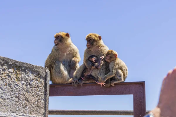 Hayvanları Dağda Özgürce Görmek — Stok fotoğraf