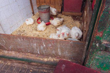 Şehrin tipik pazarında satılık hayvanlar