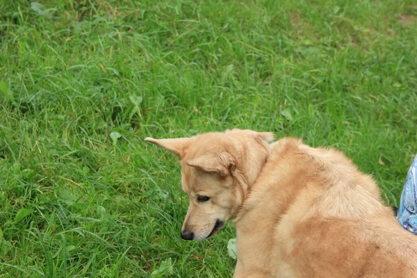 Cute dog in the green grass.dog\'s head