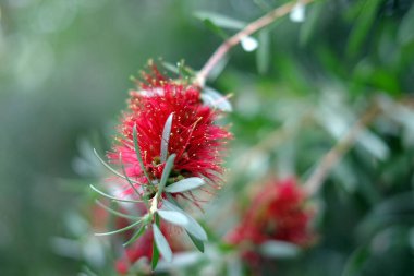 Callistemon citrinus, kırmızı şişe fırçası olarak da bilinir yeşil doğal defocus arka planında kırmızı çiçektir.