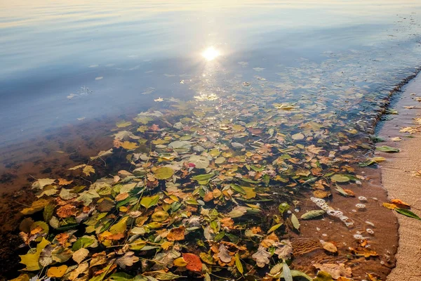 Colourful fall leaves in the water, sunny autumn day, nature background