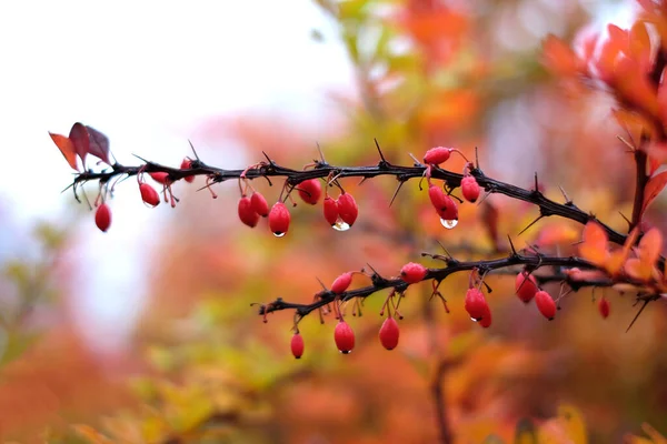 Red cornus mas berry on tree branch — Stock Photo, Image