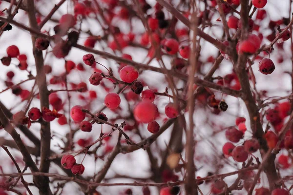 Autumn picture with branches and red wild apples covered with hoarfrost flur background — Stock Photo, Image