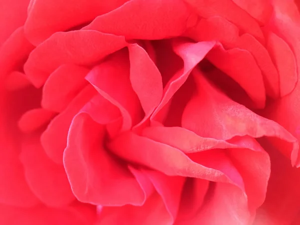 Makro červená růže květiny, krásné okvětní lístky, příroda pozadí — Stock fotografie