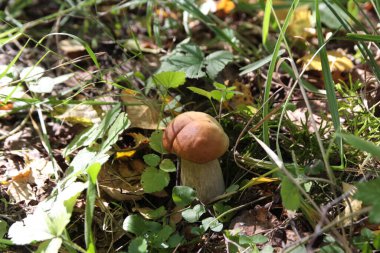 Yaz. Doğa. Bitkiler. İyi günler. Orman. Beyaz mantarlar. Yeşillik. Mantarlar. Hava güzel..