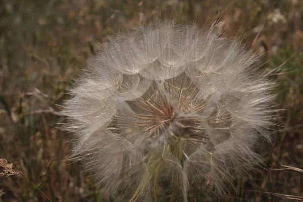 太陽だ 花タンポポです 植物だ スカイ — ストック写真