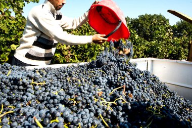 Hasat sırasında kırmızı mezarı kapatın. 
