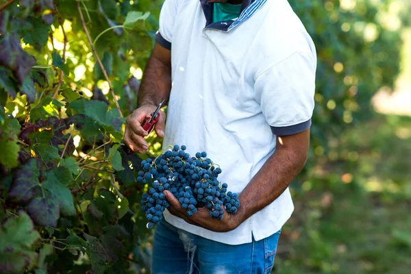 Mãos Cortando Monte Uva Vermelha Vinha Durante Colheita — Fotografia de Stock
