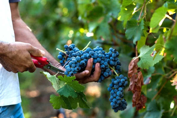 Hasat üzümü demeti makasla kes
