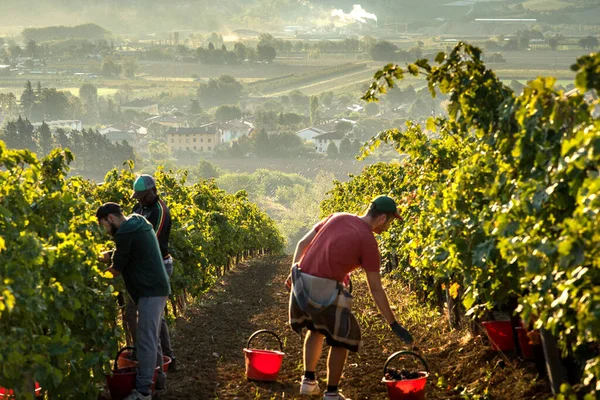 three men working in a vineyard during grape harvest with a beautiful landscape on the hills