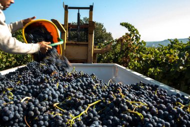 Hasat sırasında kırmızı mezarı kapatın. 