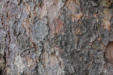 Bir ağacın kahverengi kabuğunun rahatlama dokusu
