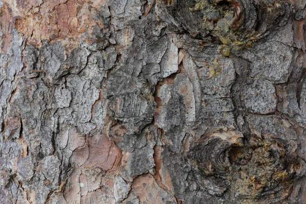 Relief Texture Brown Bark Tree — Stock Photo, Image