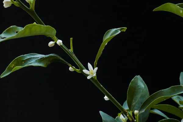 Siyah arka planda çiçek açan narenciye ağacı, kapat