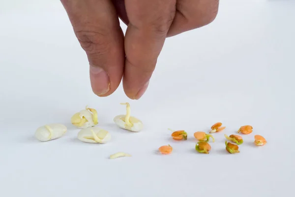 Wwhite yüzeyinde mercimek ve fasulye filizlenmesi.