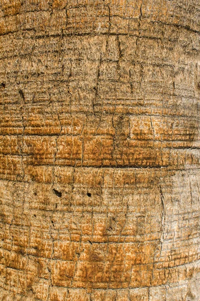 Palmiye ağacı gövdesinin ayrıntılı görüntüsü, dikey görüntü.