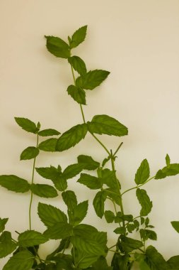 Duvardaki taze nane yaprakları, kapat.