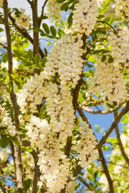 Dikey görüntüde mavi gökyüzü olan beyaz çiçekli akasya ağacı.