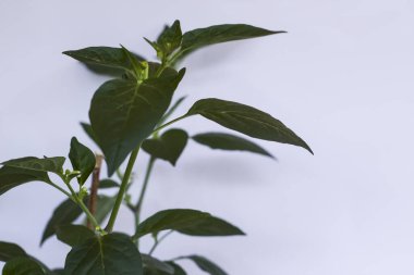 Taze biber bitkisi gölgesiyle beyazın üzerinde büyüyor..