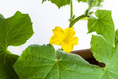 Salatalık yetişiyor. Beyaz arka planda sarı çiçek var.