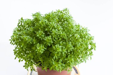 Yeşil, taze fesleğen, beyaz zemin üzerinde fotokopi alanı olan bir top şeklinde Ocimum bazilika.