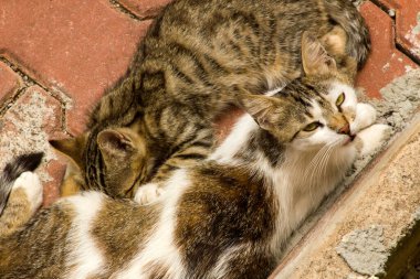 Yavru sokak kedisi, kaldırımda annesinden süt emen çocuk, yakın çekim.