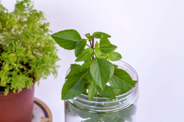 Yeşil, taze fesleğen, beyaz zemin üzerinde fotokopi alanı olan bir top şeklinde Ocimum bazilika.