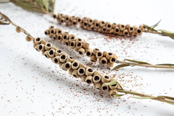 stock image Dried seeds of red bottle brush tree on white background.Mediterranean country plant