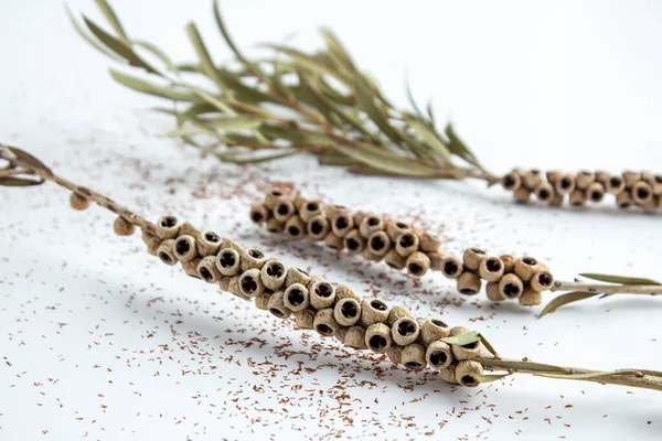 Beyaz arka planda kurumuş kırmızı şişe çalı ağacı tohumları. Akdeniz kır bitkisi.