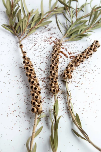 Beyaz arka planda kurumuş kırmızı şişe çalı ağacı tohumları. Akdeniz kır bitkisi.