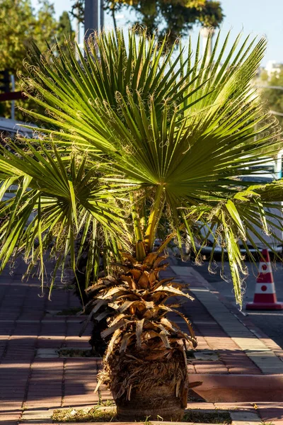 Mavi gökyüzünde genç palmiye yaprakları.
