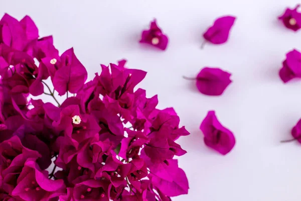 Beyaz arka planda taze, mor renkli bougainvillea asması çiçeği