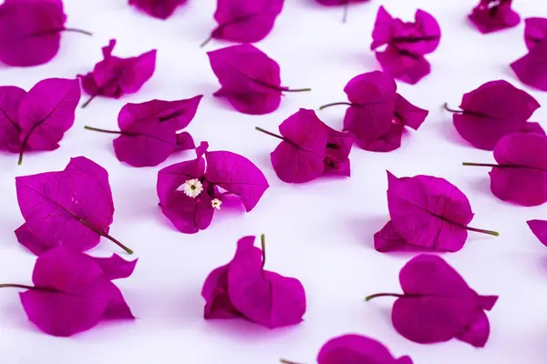 Fresco Cor Roxa Profunda Bougainvillea Flor Videira Fundo Branco — Fotografia de Stock