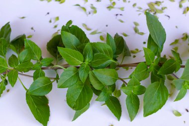Beyaz yüzeyde taze, taze, yeşil fesleğen, kuru yapraklar, üst manzara.