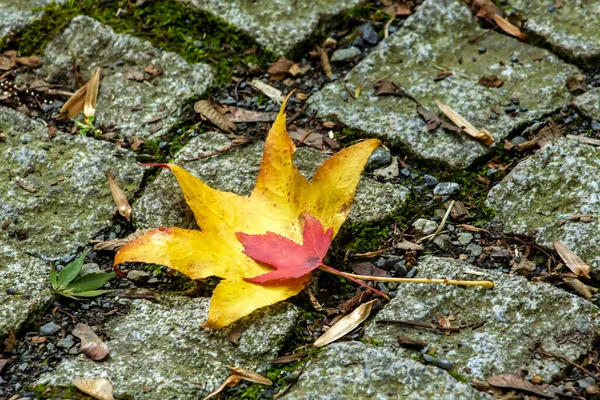 Autumn Leaves Sycamore Tree Decorative Stone Road Top View — Stock Photo, Image