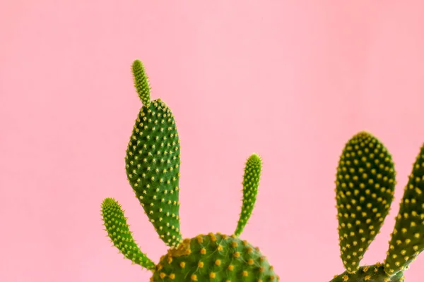 Bilimsel adı: Opuntia humifusa, kaktüs bitkisi ve pastel pembe ton arka planı.