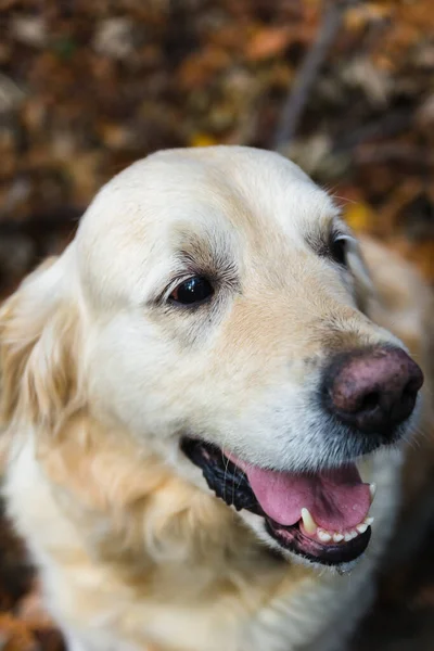 Cão Bonito Branco Amarelado Natureza Olha Para Lado Para Câmara — Fotografia de Stock