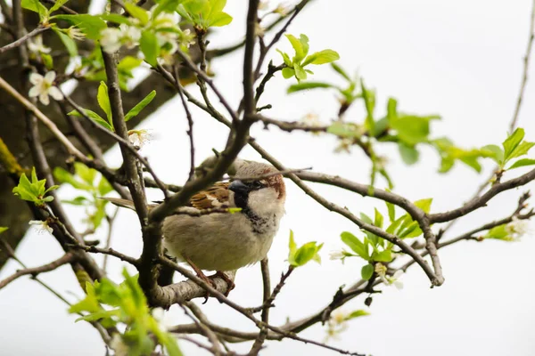 Sperling Auf Einem Ast Frühling Ein Niedlicher Vogel Blickt Direkt — Stockfoto