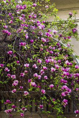Uzhgorod 'da bahar. Dallar ve çiçekler açıyor. Yeşiller ve morlar, pembeler. Çalılar ve ağaçlar. Bahar havası. Zengin ve canlı bir renk. Aşk.